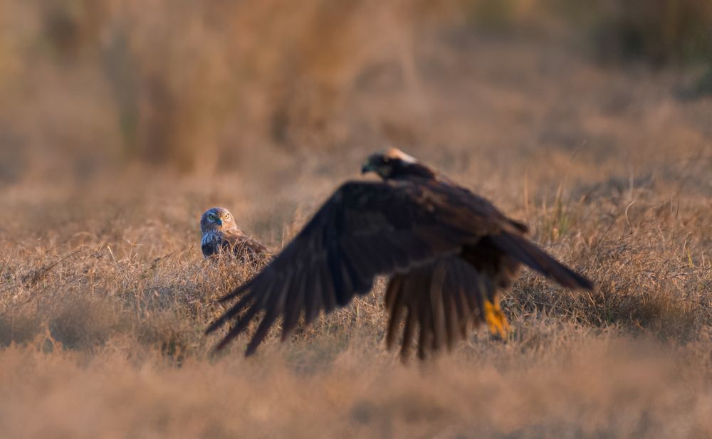 Fierce look of Pied Harrier female