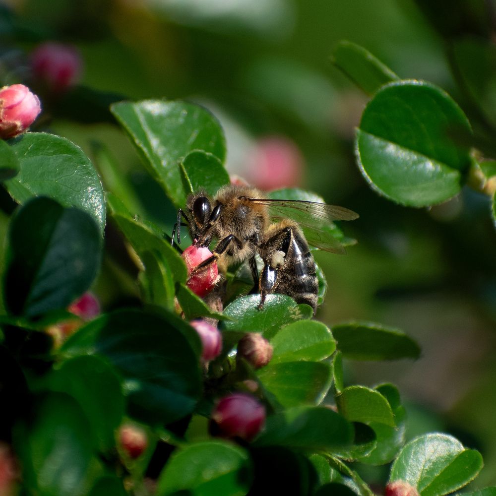 Photograph by Милан Ђорђевић