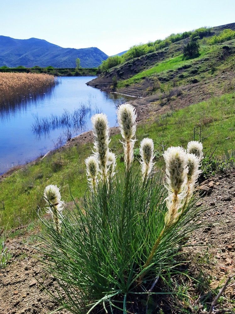 У подножия горы Чатал-Кая (Два Брата), Судакский район