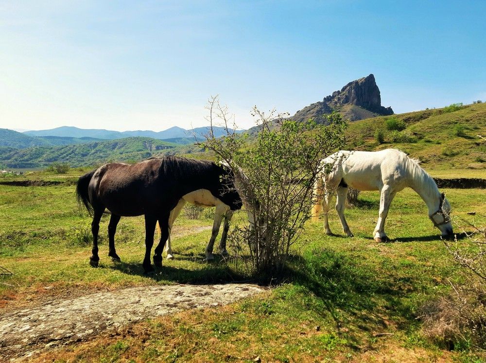 Лошади у села Междуречье, Судакский район