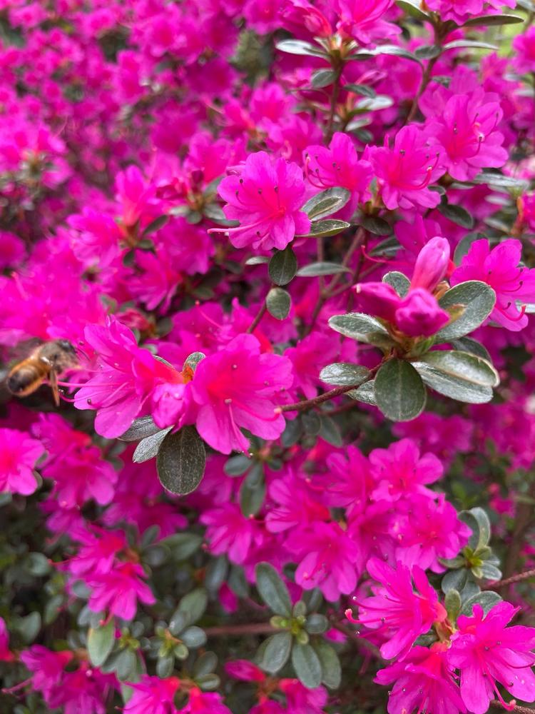 Photograph by Елена Чурынина