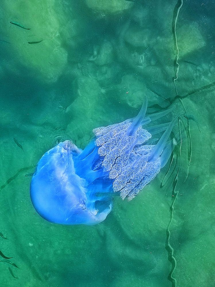 Photograph by Татьяна Шевелева