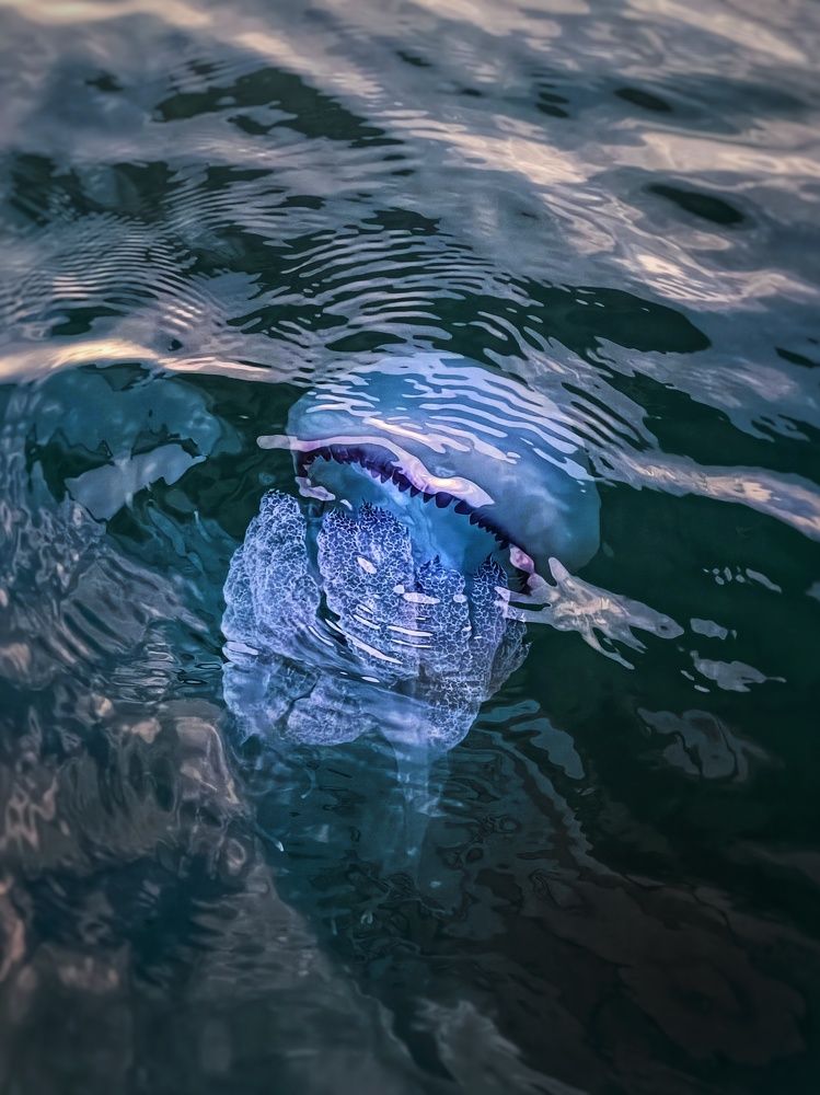 Photograph by Татьяна Шевелева