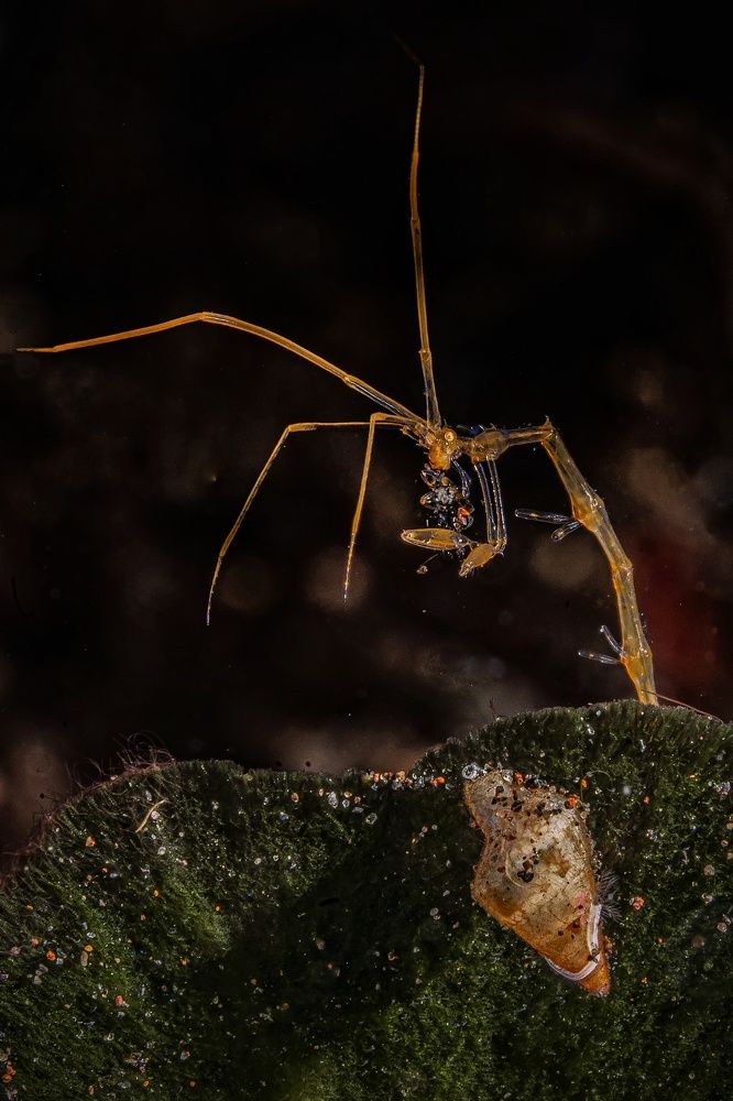 Фотография автора Павел Лапшин