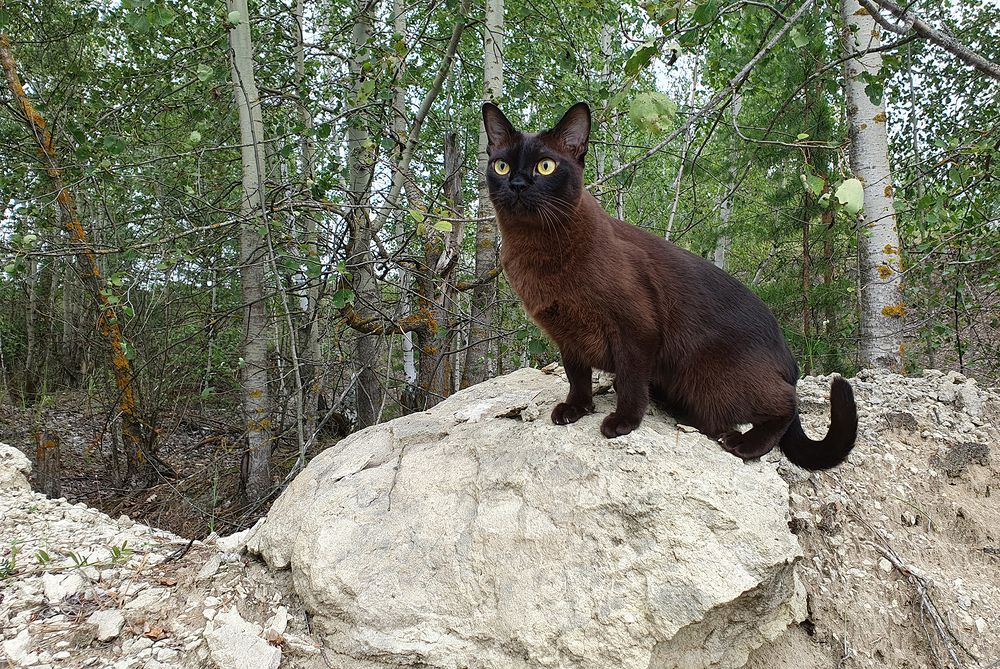 Фотография автора Надежда Лисицына