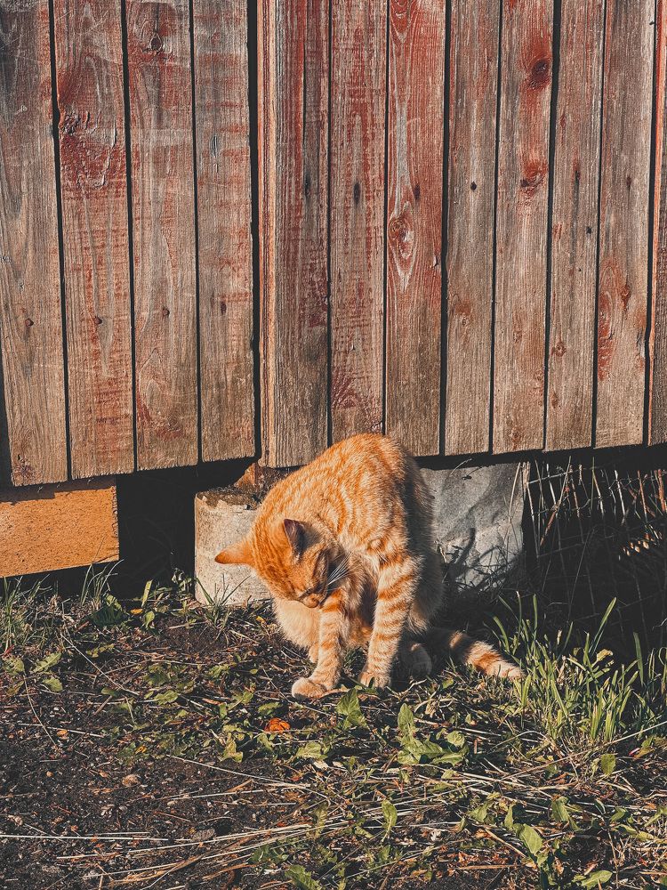 Photograph by Диана Бадеева