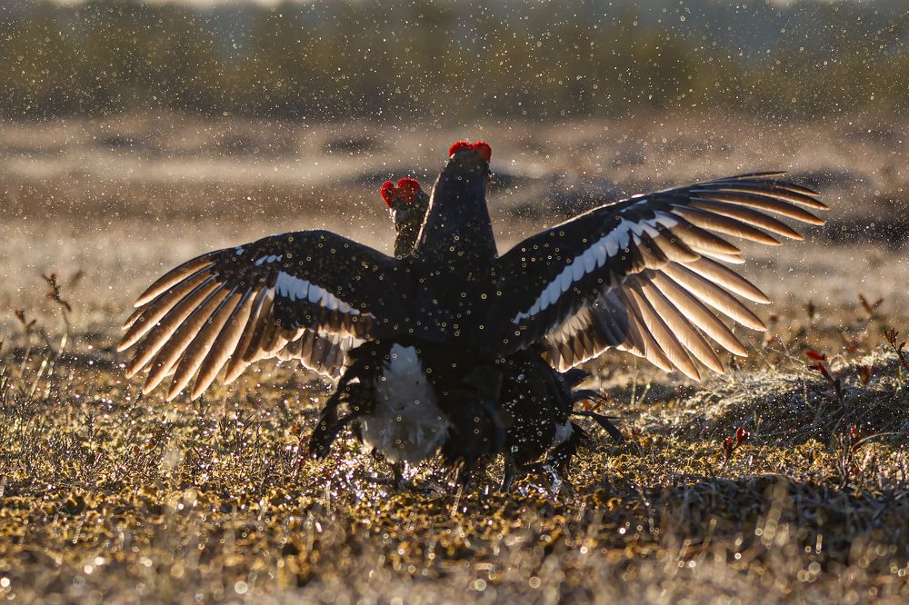Photograph by Светлана Барабанщикова