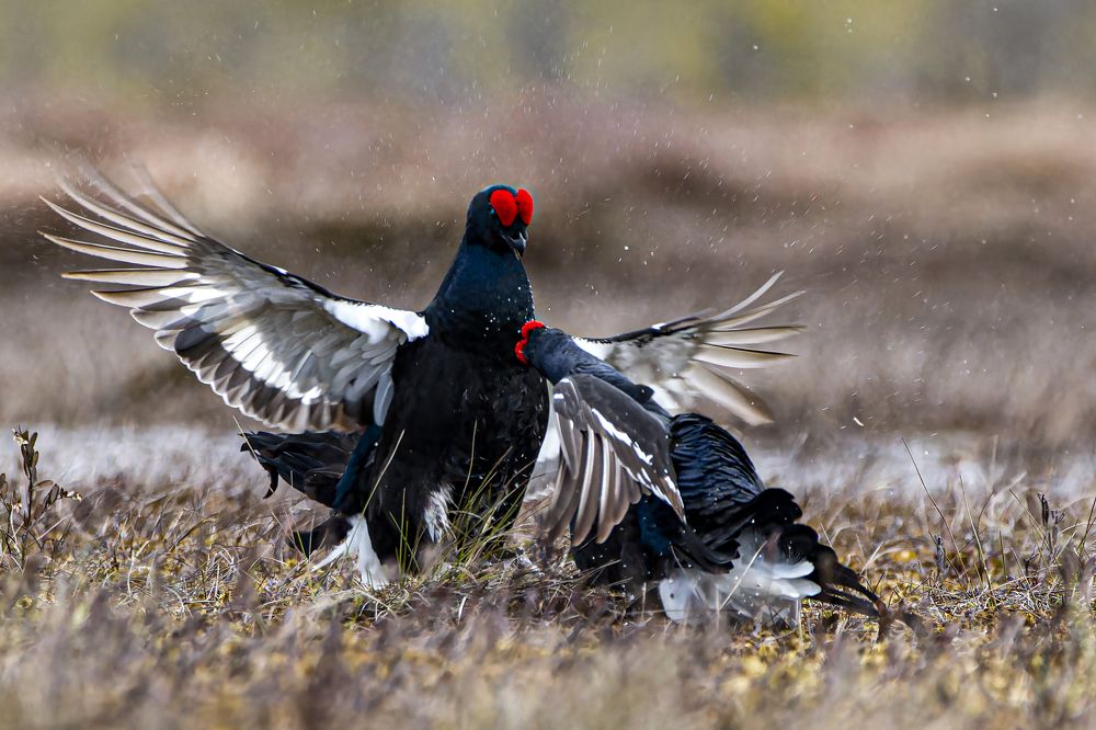 Photograph by Светлана Барабанщикова