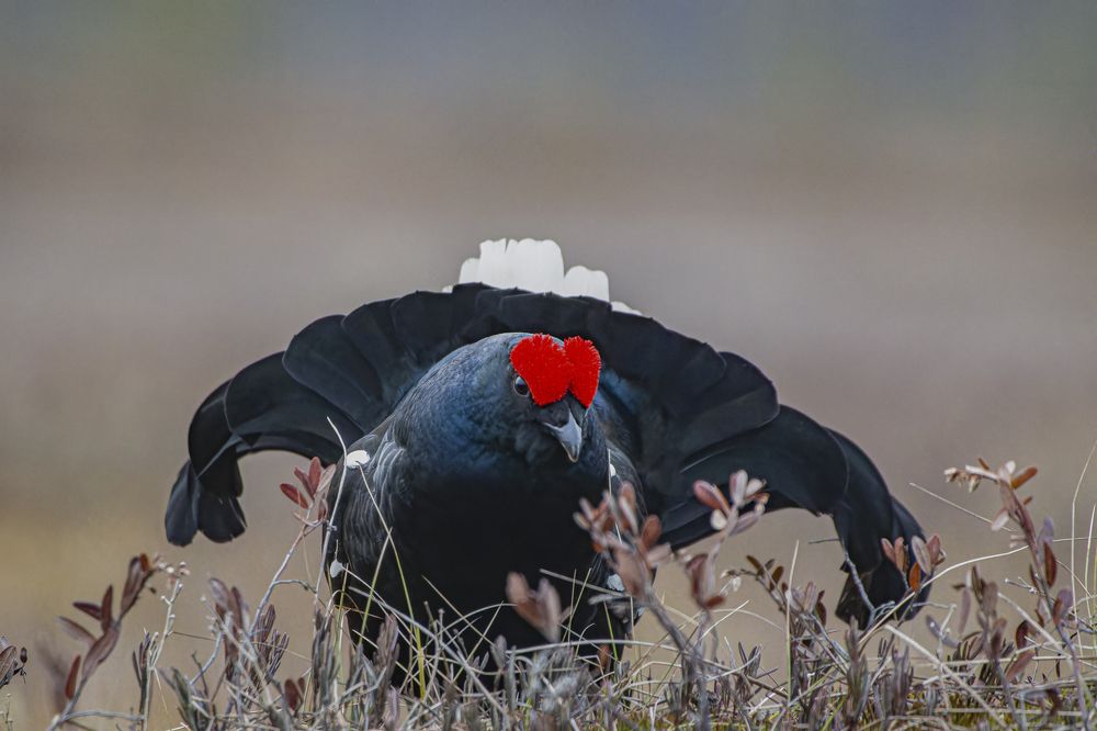 Photograph by Светлана Барабанщикова