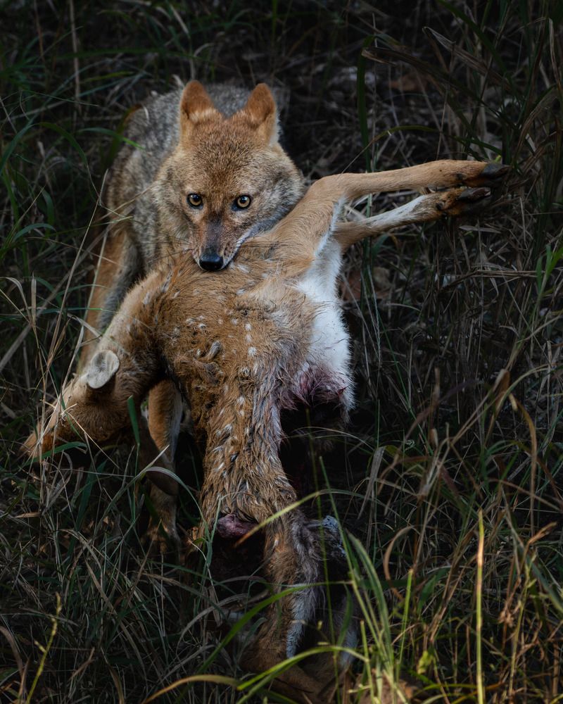 Photograph by Madhu Mohan C