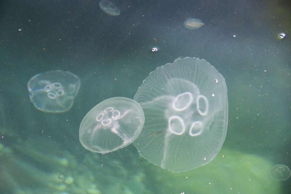 Photograph by Екатерина Якель