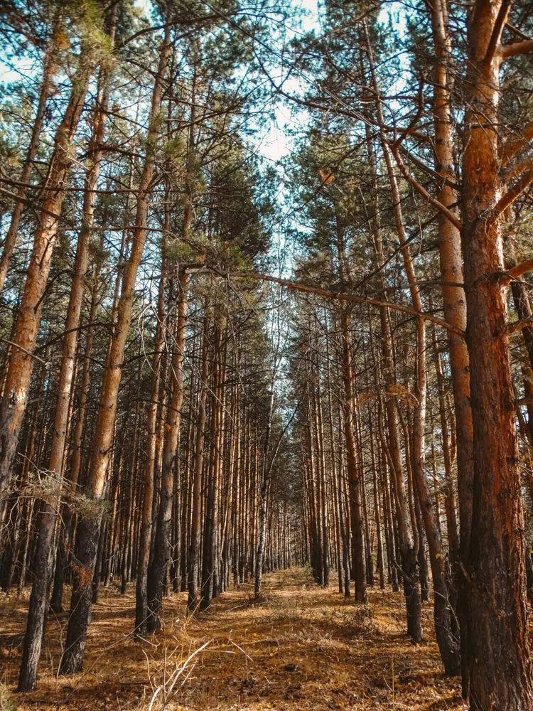 Photograph by Анжелика Трошина