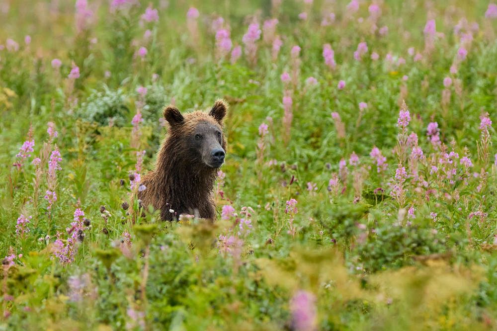 Фотография автора Mikhaylov Mikhail