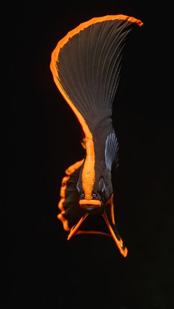 Photograph by Савин Андрей