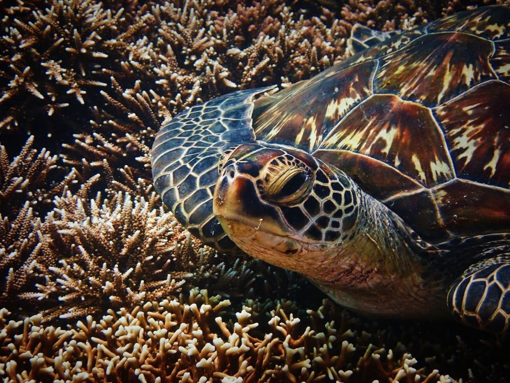 Золотая черепаха.