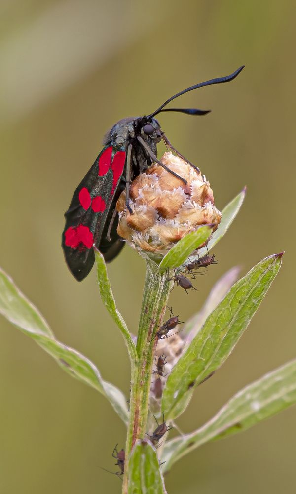 Photograph by Екатерина Бурикова