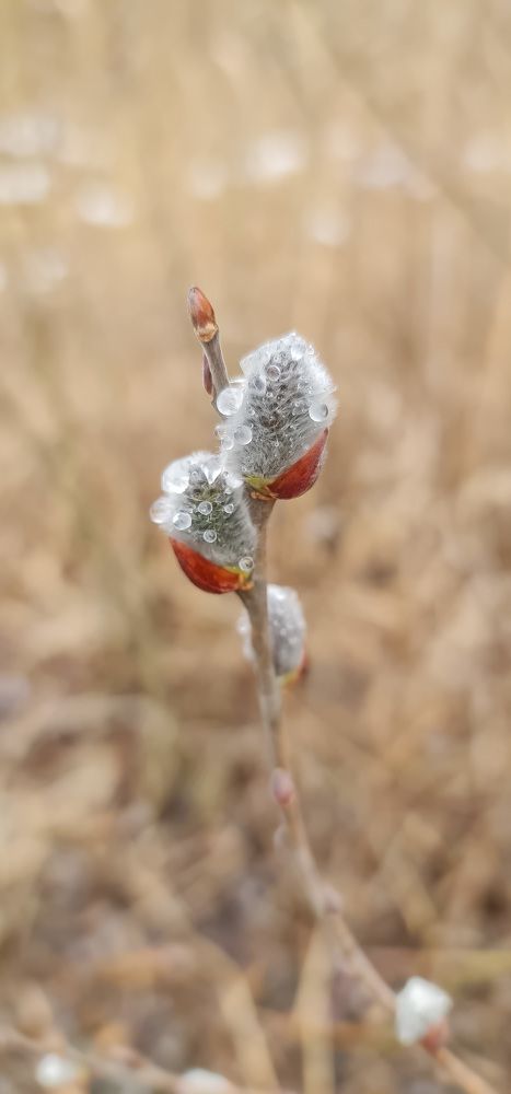 Новая жизнь