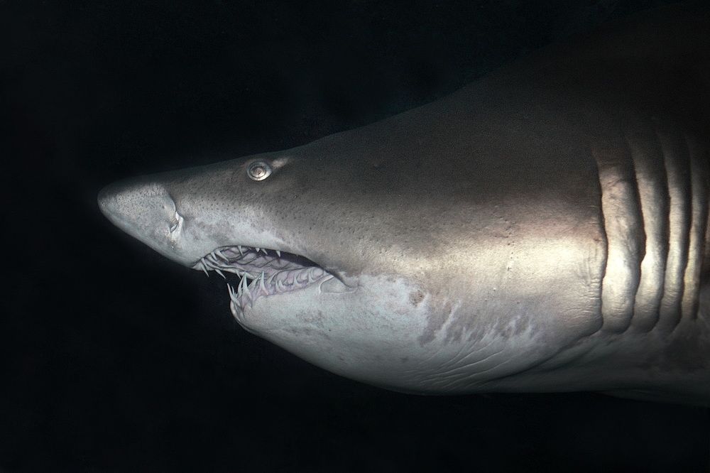 Фотография автора Анатолий Дауров