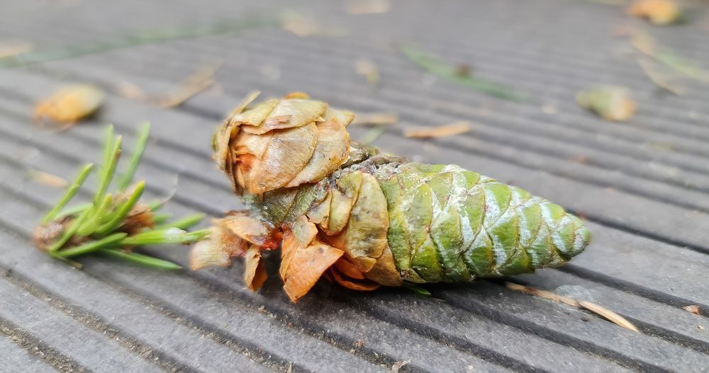 Природный парк "Самаровский чугас", Ханты-Мансийск