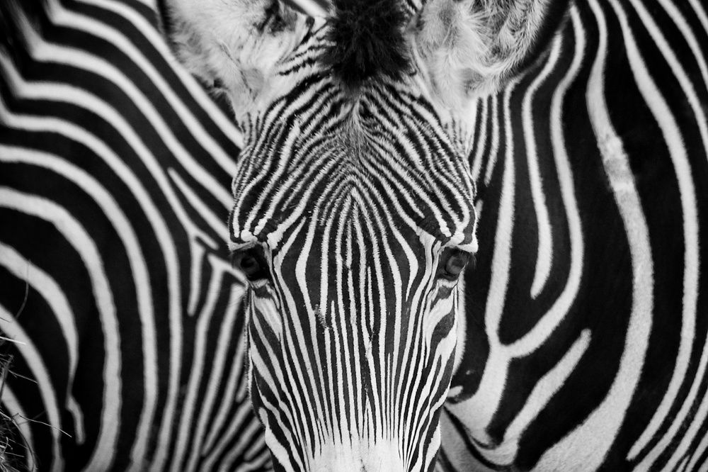 Фотография автора Елена Кириллова