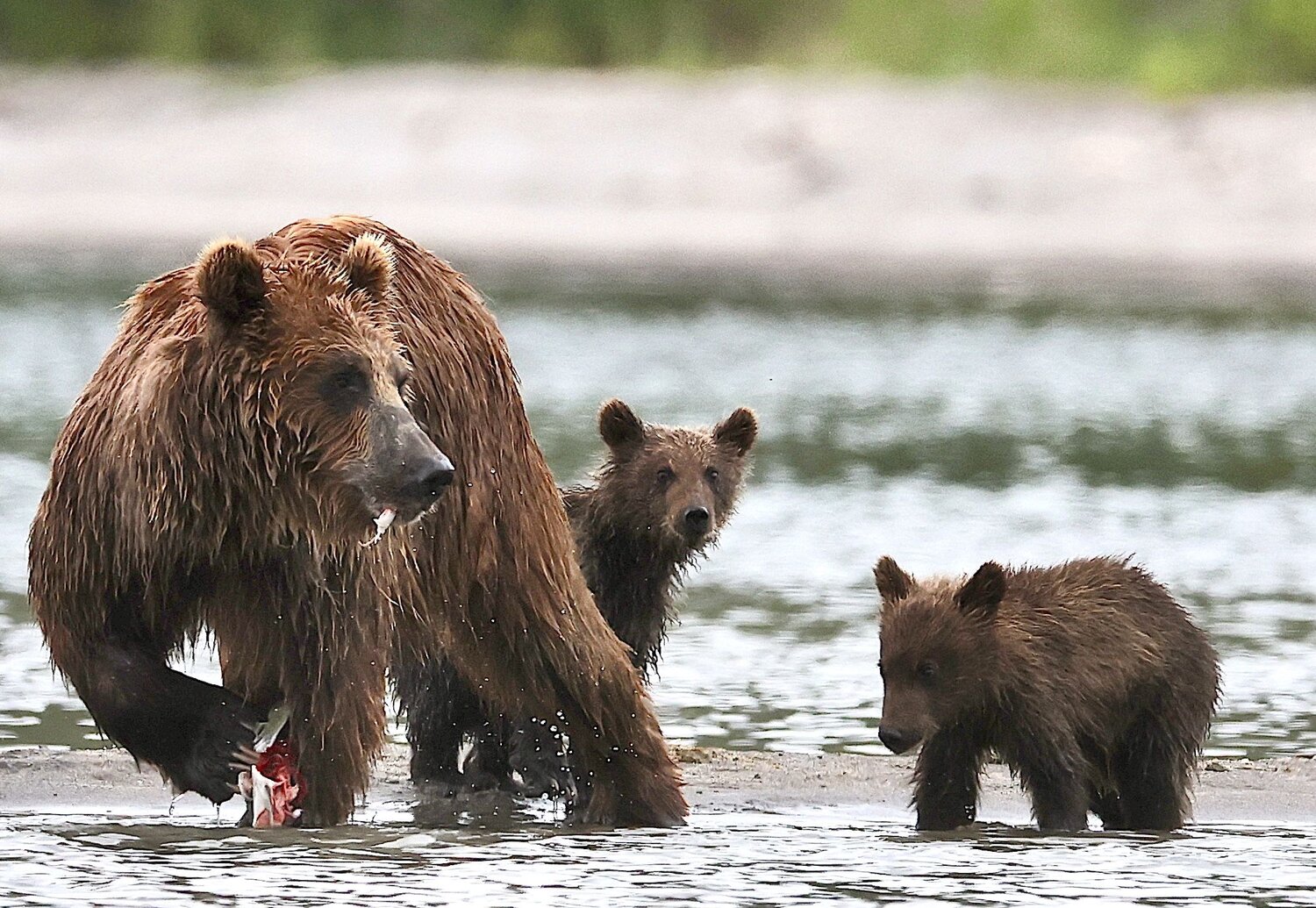 Мама, мы тоже хотим рыбку!