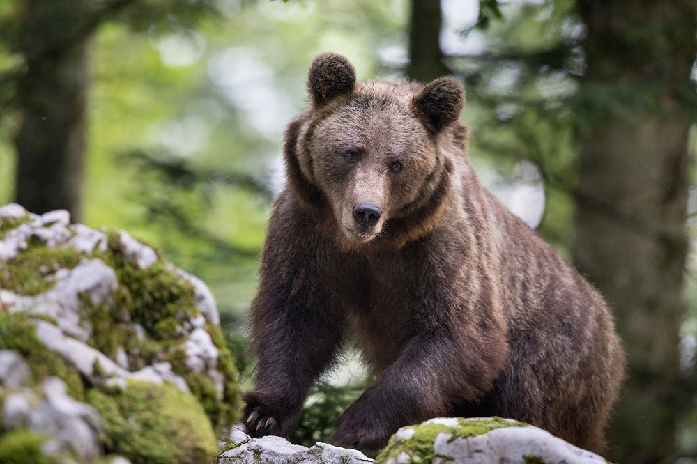 Photograph by Budimir Jevtic