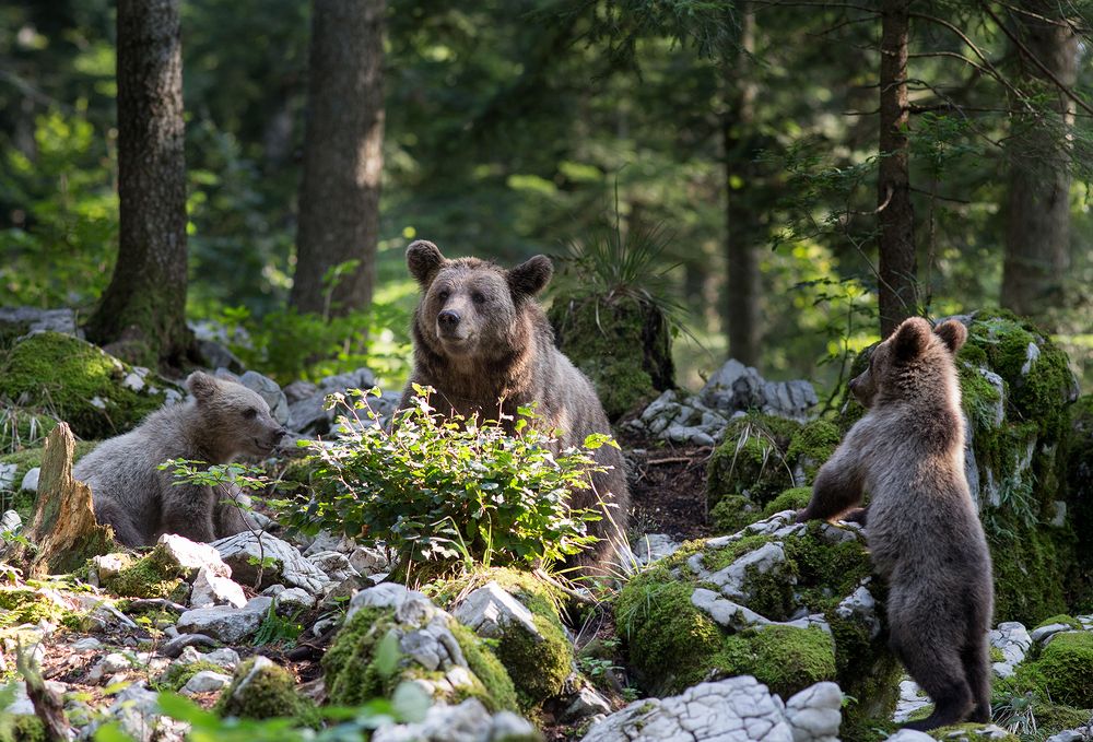 Photograph by Budimir Jevtic