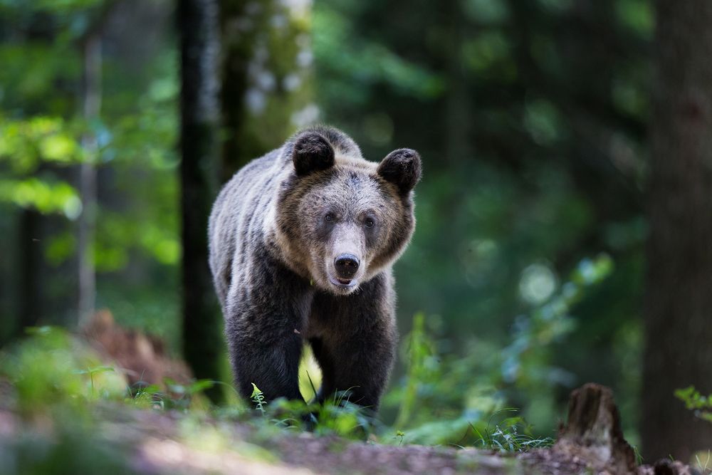 Photograph by Budimir Jevtic