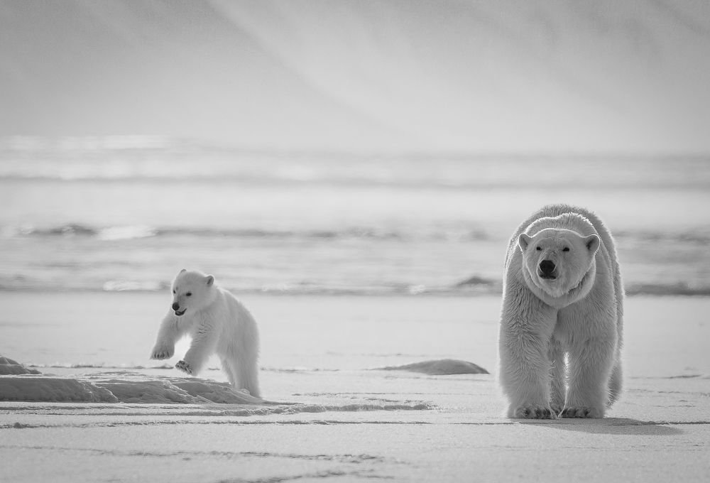 Play Time in the Arctic