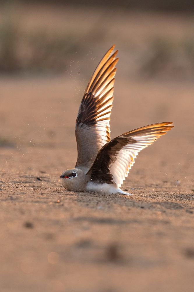 Фотография автора Sriram kumar