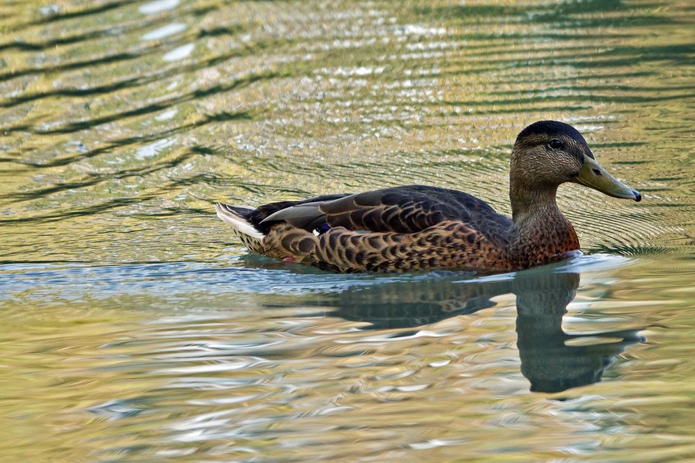 Фотография автора Lagona Nicolò