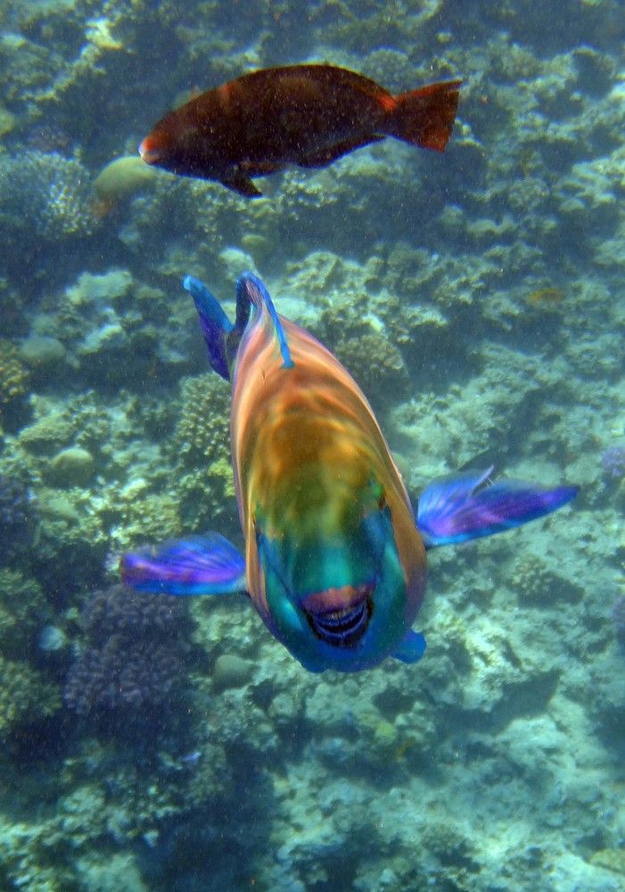 Photograph by Игорь Пшеничников