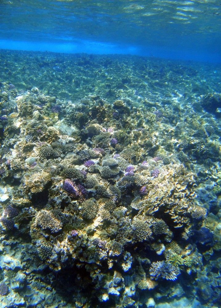 Photograph by Игорь Пшеничников