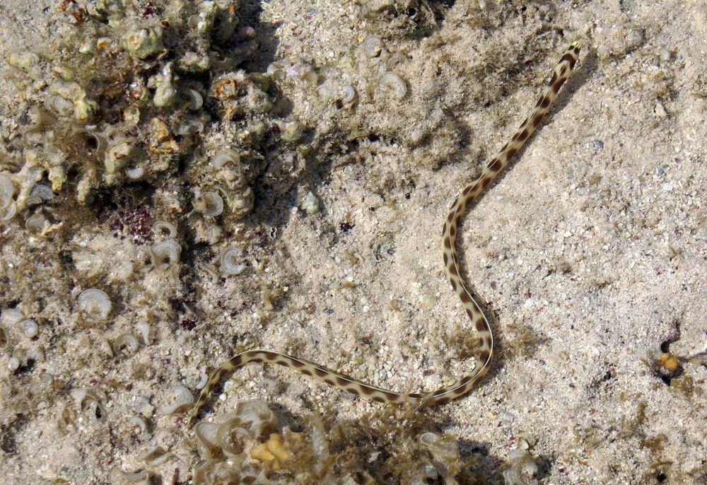 Photograph by Игорь Пшеничников