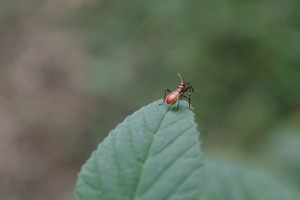 Vida en miniatura