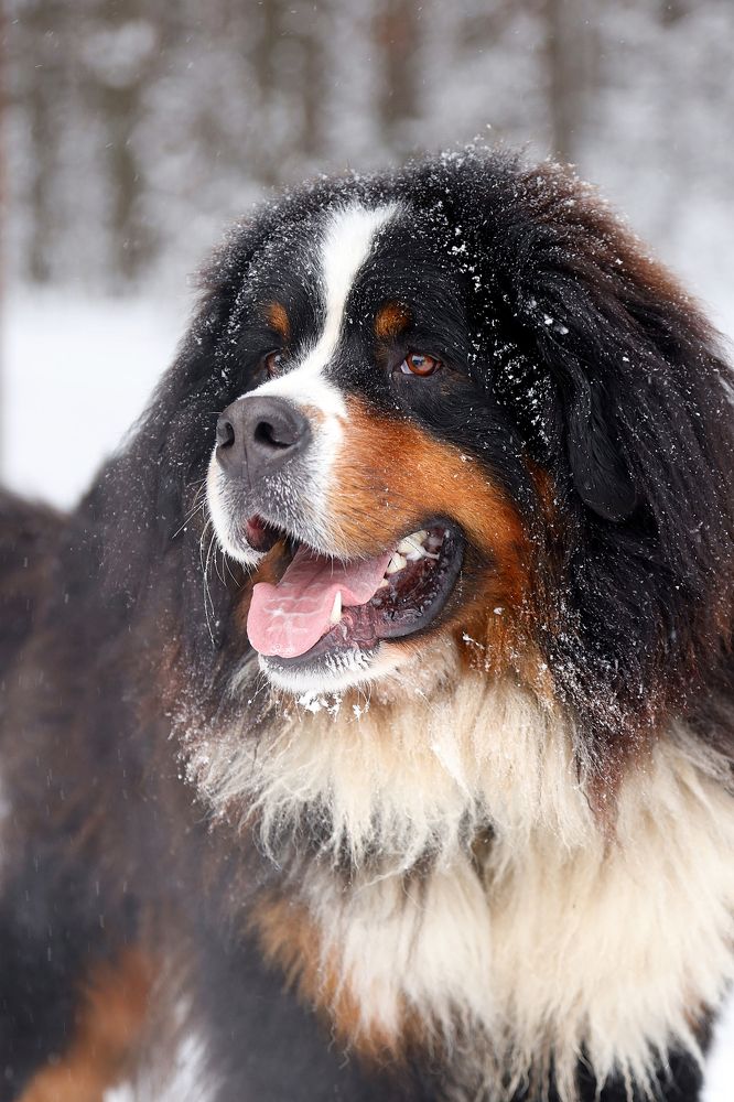 Снежный пес