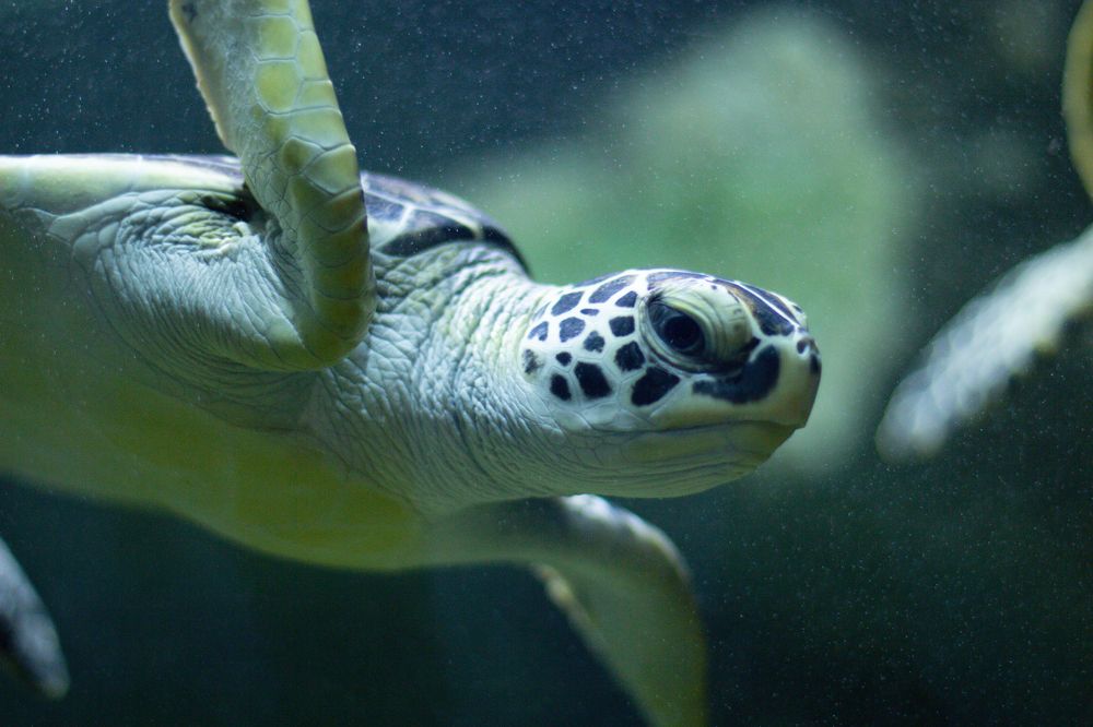 Photograph by Anton Hantov