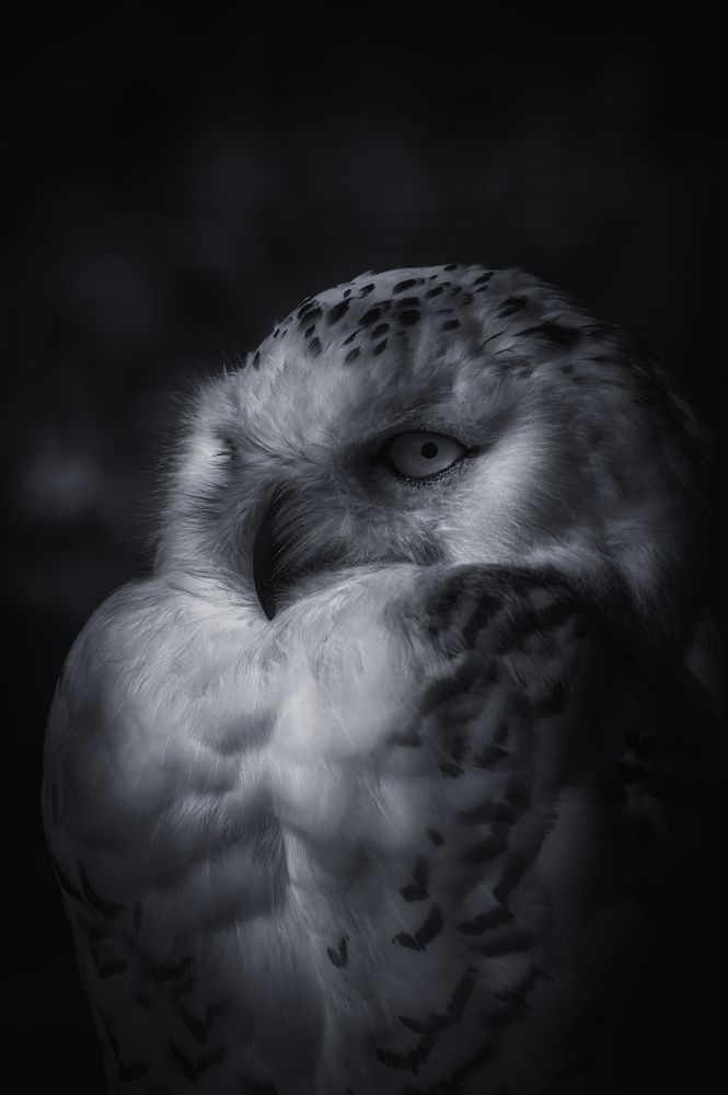 Photograph by Stanislav Shelby