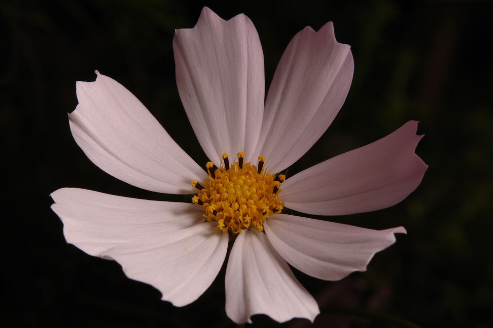 Photograph by Екатерина Бурикова