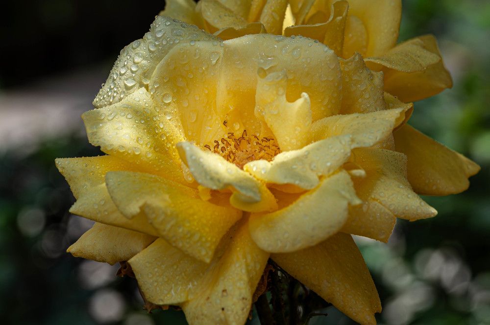 Фотография автора DIMITRIS MPAZIOTOPOULOS