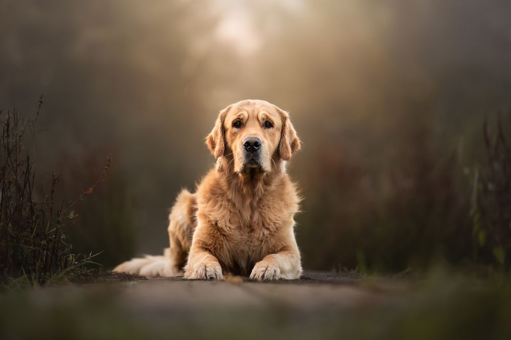 Фотография автора By Meert Eline