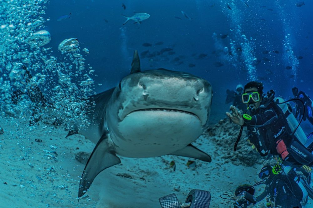 Фотография автора Павел Лапшин