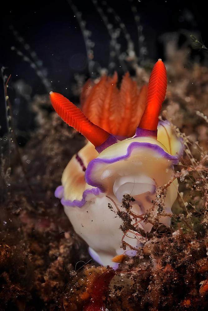 Фотография автора Павел Лапшин