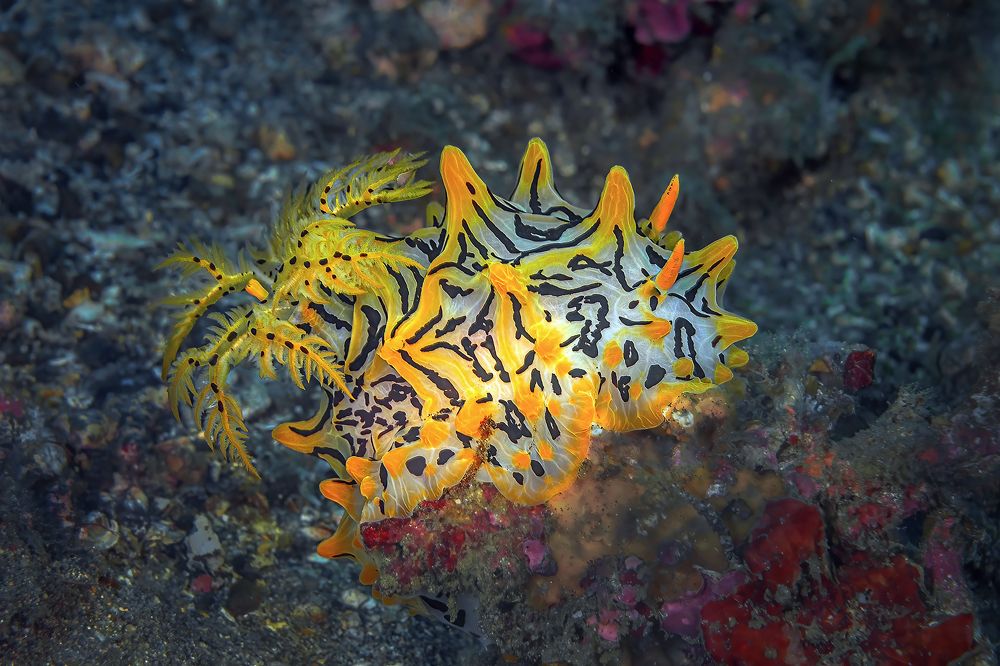 Photograph by Сергей Булгаков