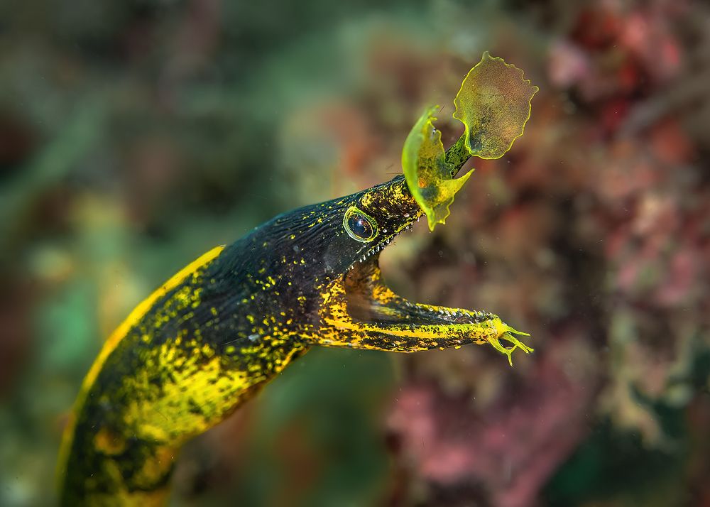 Листоносая мурена