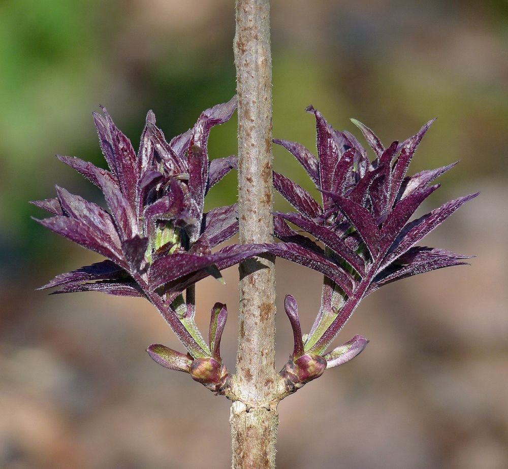 Photograph by Игорь Меньшенин