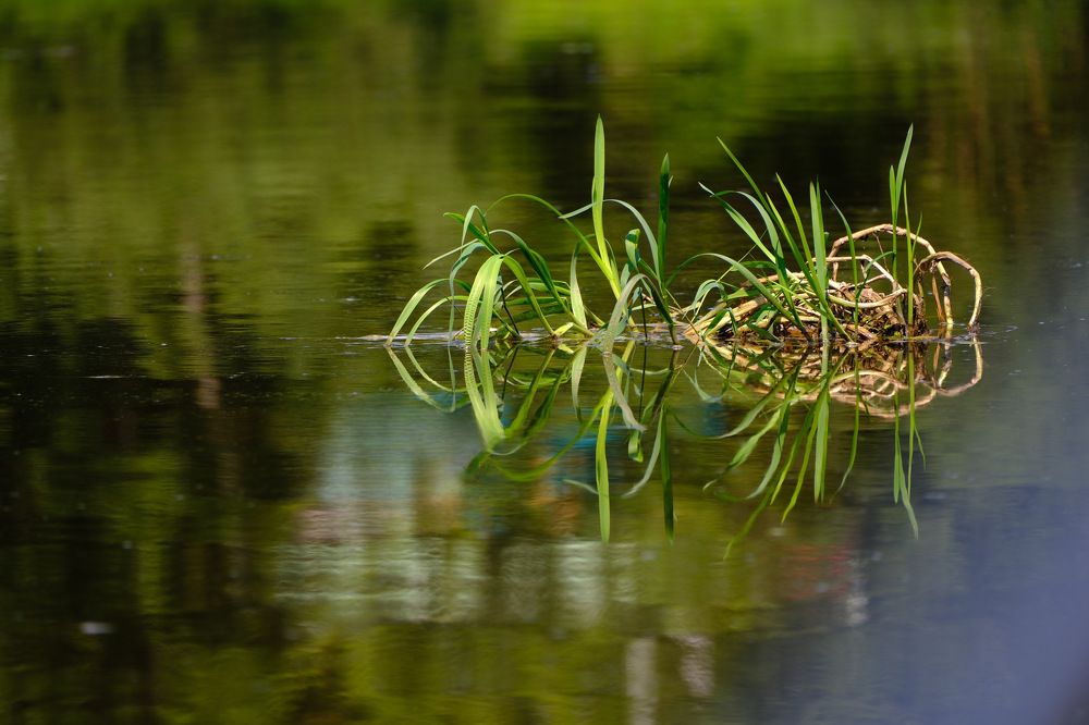 Фотография автора Екатерина Шумская