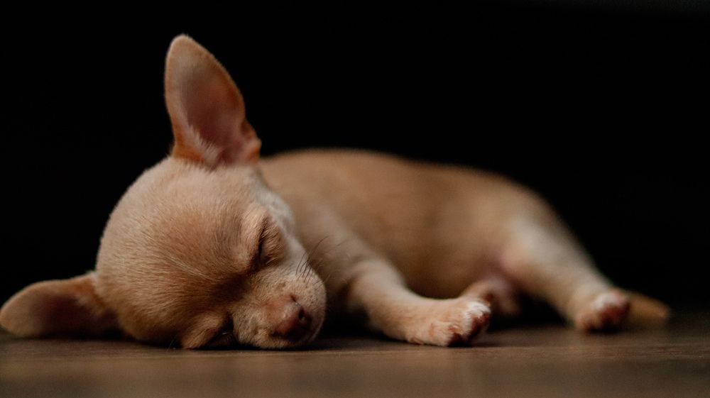 Photograph by Екатерина Слепнева