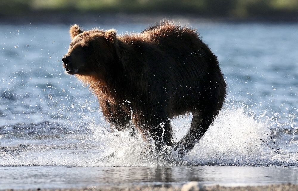 Бегом за рыбой