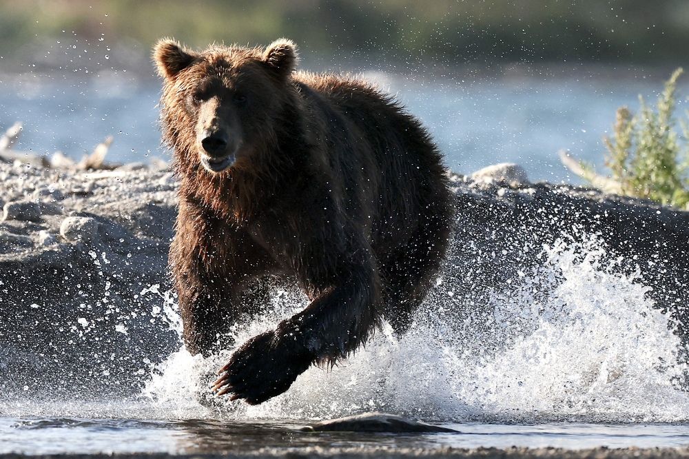 Вперёд за рыбой